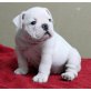 Englische Bulldogge - Rüde