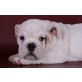 Englische Bulldogge - Rüde