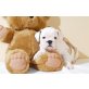 Englische Bulldogge - Rüde