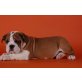 Englische Bulldogge - Rüde