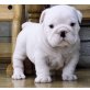 Englische Bulldogge - Rüde