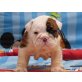 Englische Bulldogge - Rüde