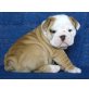Englische Bulldogge - Rüde