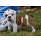 Englische Bulldogge - Rüde