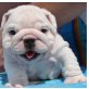 Englische Bulldogge - Rüde