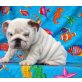Englische Bulldogge - Rüde