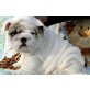 Englische Bulldogge - Rüde