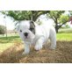 Englische Bulldogge - Rüde
