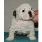 Englische Bulldogge - Rüde