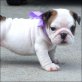 Englische Bulldogge - Rüde