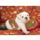 Englische Bulldogge - Rüde