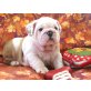 Englische Bulldogge - Rüde