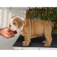 Englische Bulldogge - Rüde