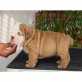 Englische Bulldogge - Rüde