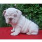 Englische Bulldogge - Rüde