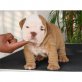 Englische Bulldogge - Rüde