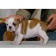 Englische Bulldogge - Rüde