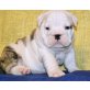 Englische Bulldogge - Rüde
