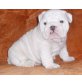 Englische Bulldogge - Rüde