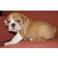 Englische Bulldogge - Rüde