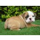 Englische Bulldogge - Rüde