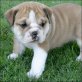 Englische Bulldogge - Rüde