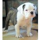 Englische Bulldogge - Rüde