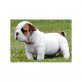 Englische Bulldogge - Rüde