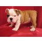 Englische Bulldogge - Rüde