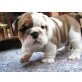 Englische Bulldogge - Rüde