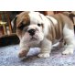 Englische Bulldogge - Rüde