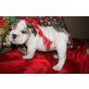 Englische Bulldogge - Rüde