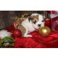 Englische Bulldogge - Rüde