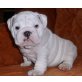 Englische Bulldogge - Rüde