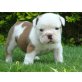 Englische Bulldogge - Rüde