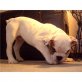 Englische Bulldogge - Rüde