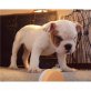Englische Bulldogge - Rüde