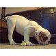 Englische Bulldogge - Rüde