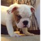 Englische Bulldogge - Rüde