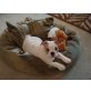 Englische Bulldogge - Rüde