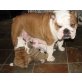 Englische Bulldogge - Rüde