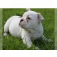 Englische Bulldogge - Rüde