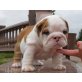 Englische Bulldogge - Rüde