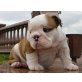 Englische Bulldogge - Rüde