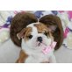 Englische Bulldogge - Rüde
