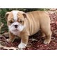 Englische Bulldogge - Rüde