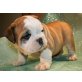 Englische Bulldogge - Rüde