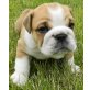 Englische Bulldogge - Rüde