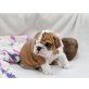 Englische Bulldogge - Rüde