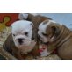 Englische Bulldogge - Rüde